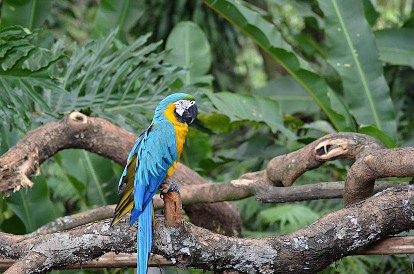 Macaw Near Sazagua Hotel