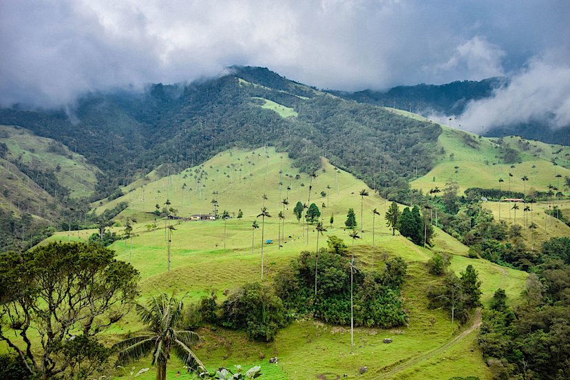 Valle De Cocora