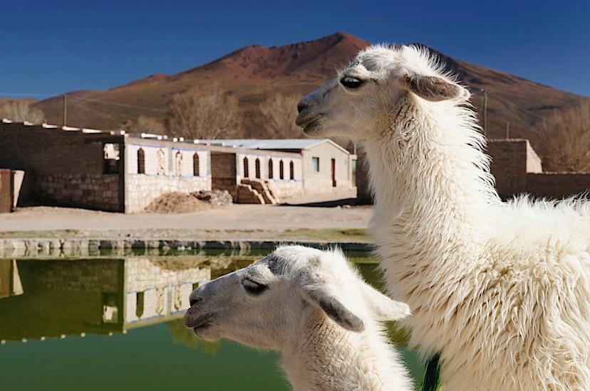 Alpacas Near Potosi