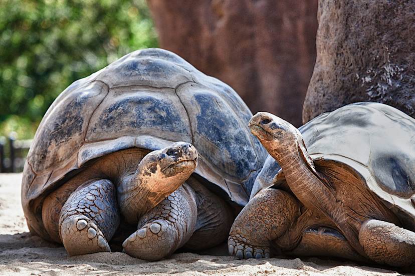 Giant Tortoise