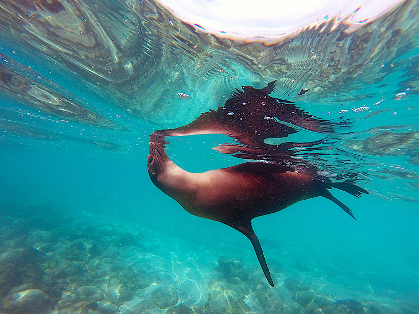 Sea Lion