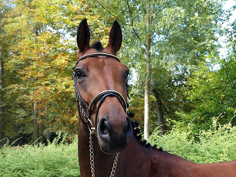 Horseback Riding