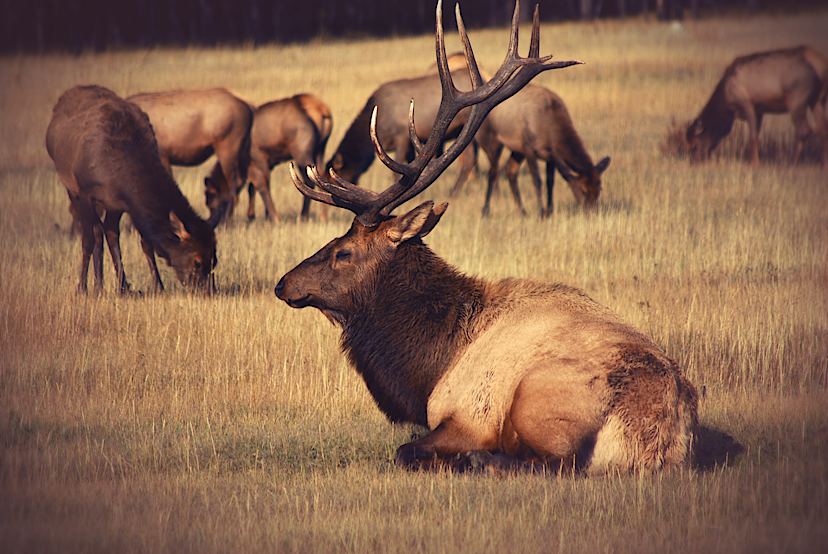 Resting Bull Elk