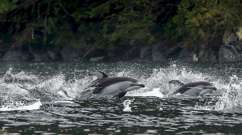 White-Sided Dolphins