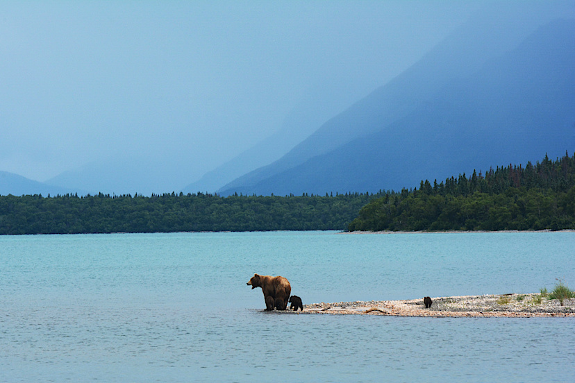 Brown Bear