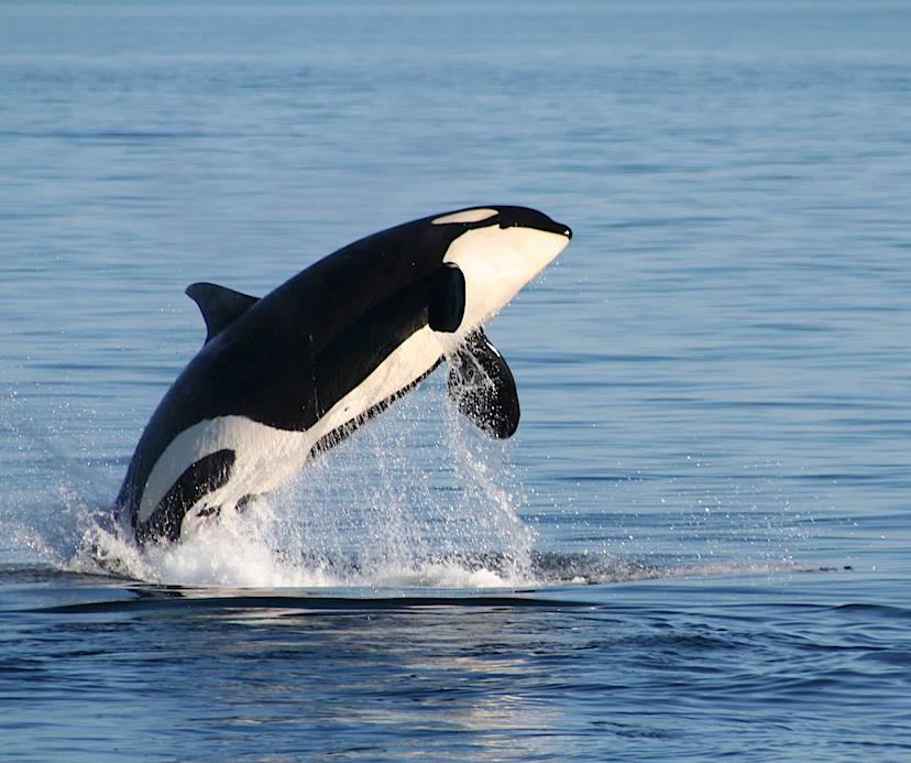 An Orca Breaching the Water
