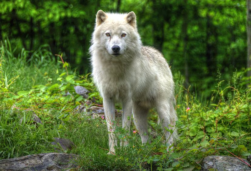 Wolf at Parc Omega