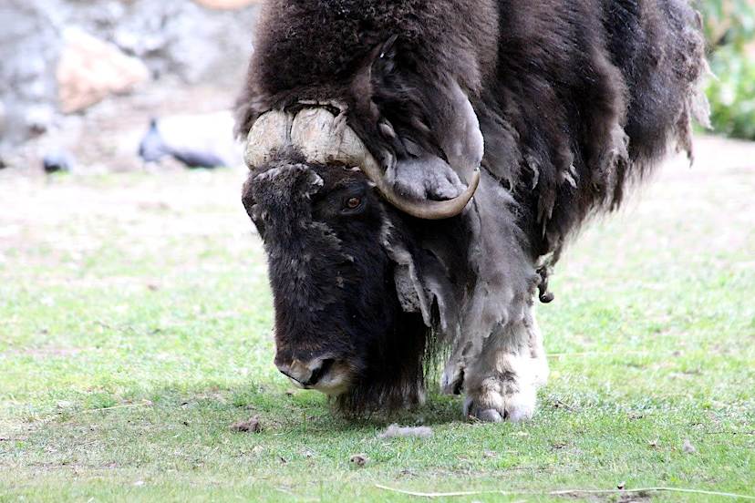 Musk Ox