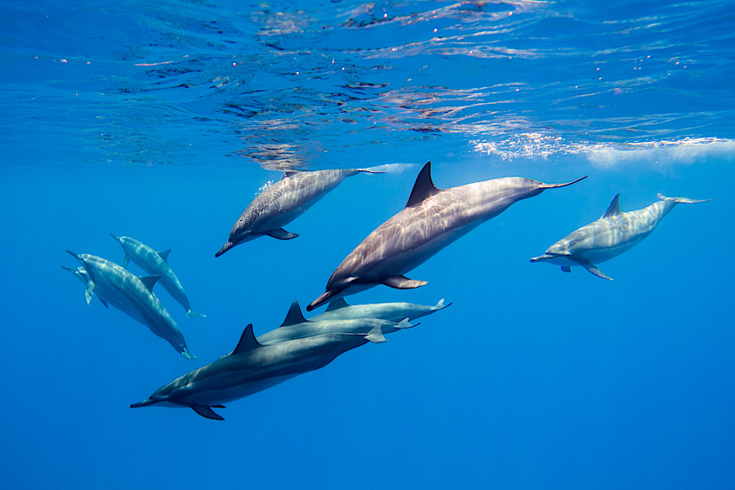 Dolphins