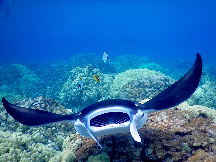 Manta Ray