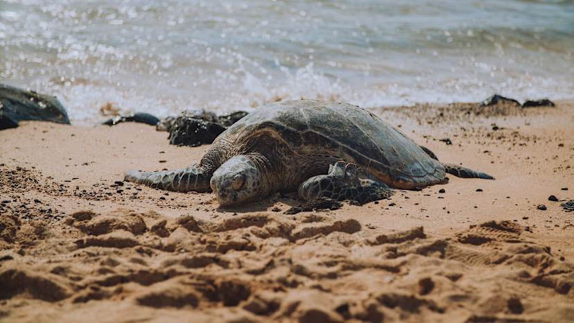 Sea Turtle at Poipu Beach
