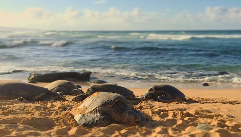 Ho'Okipa Turtles