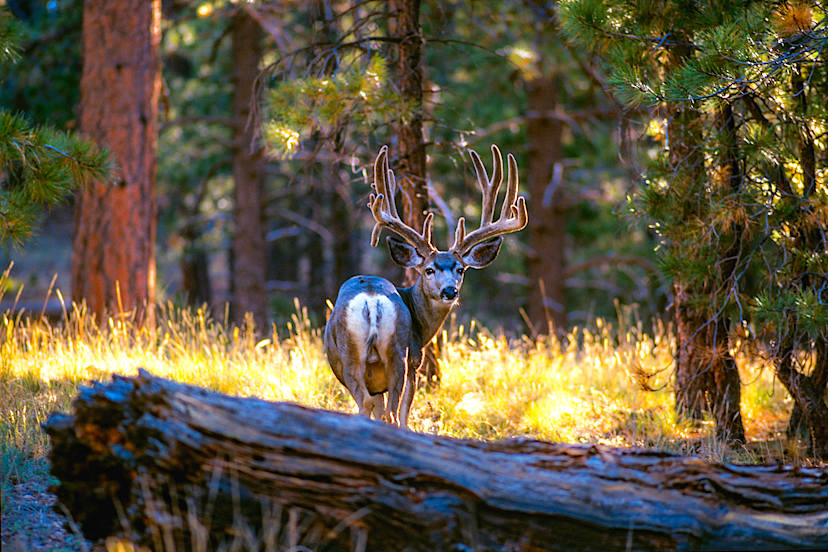 Kaibab Deer