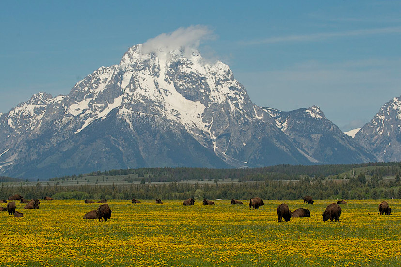 Bison