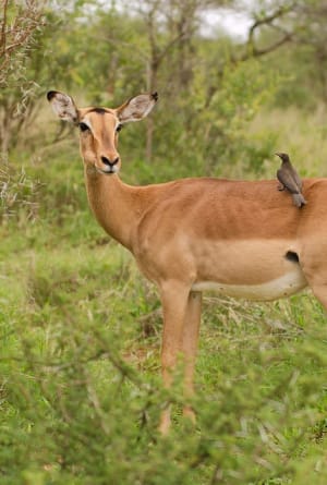 Private Guided Tours To South Africa