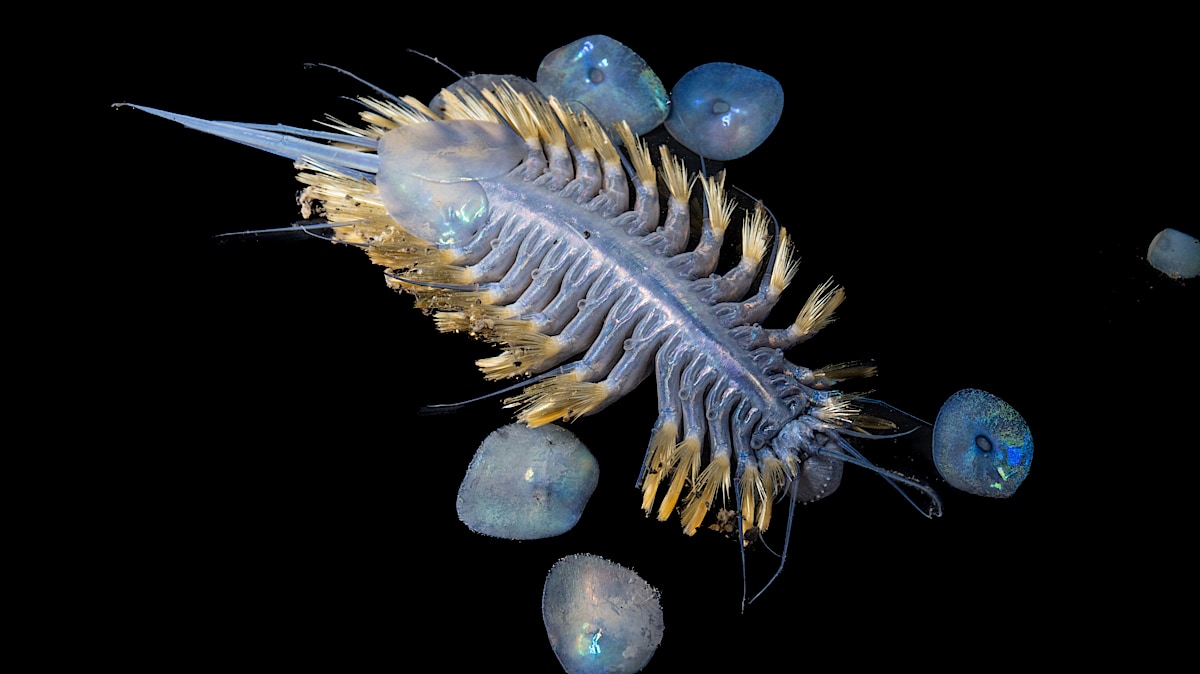 Ocean Census