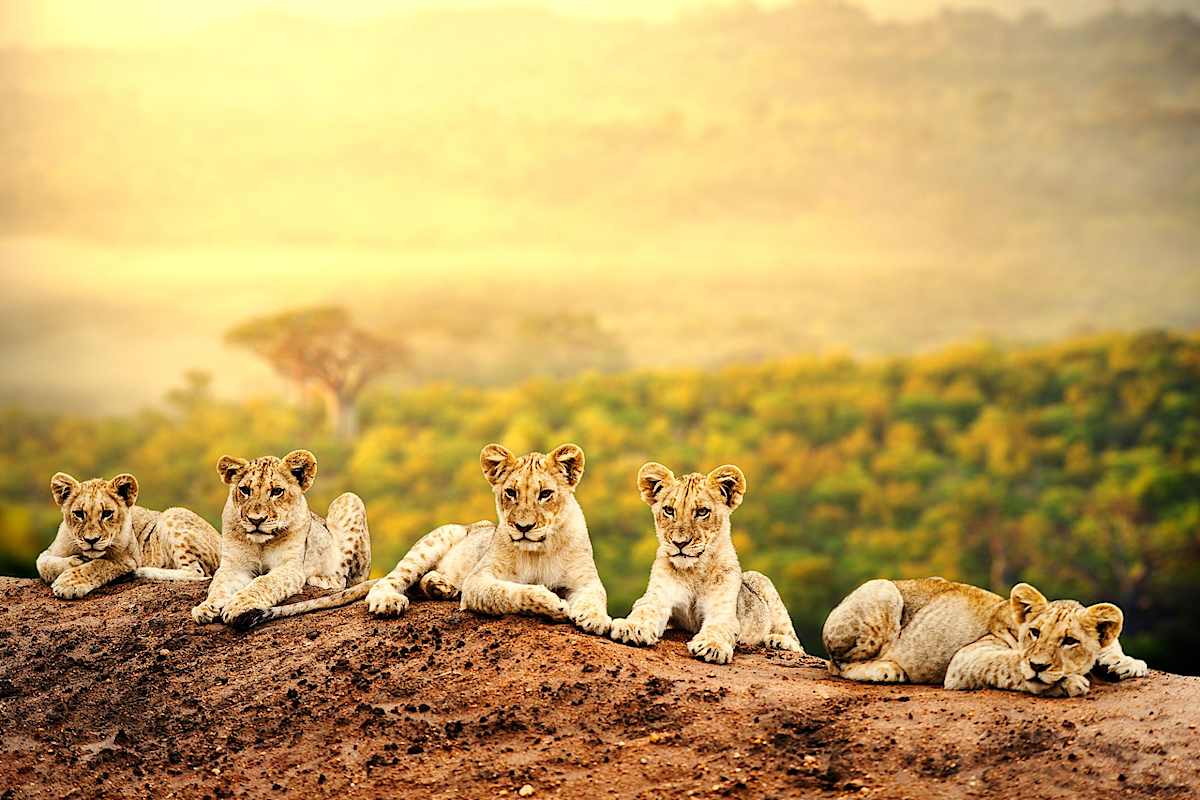 Explore Africa with private guides and a tailor-made itinerary.