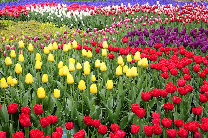 Belgium and Swiss Highlights, Tulips & Rhine Splendor