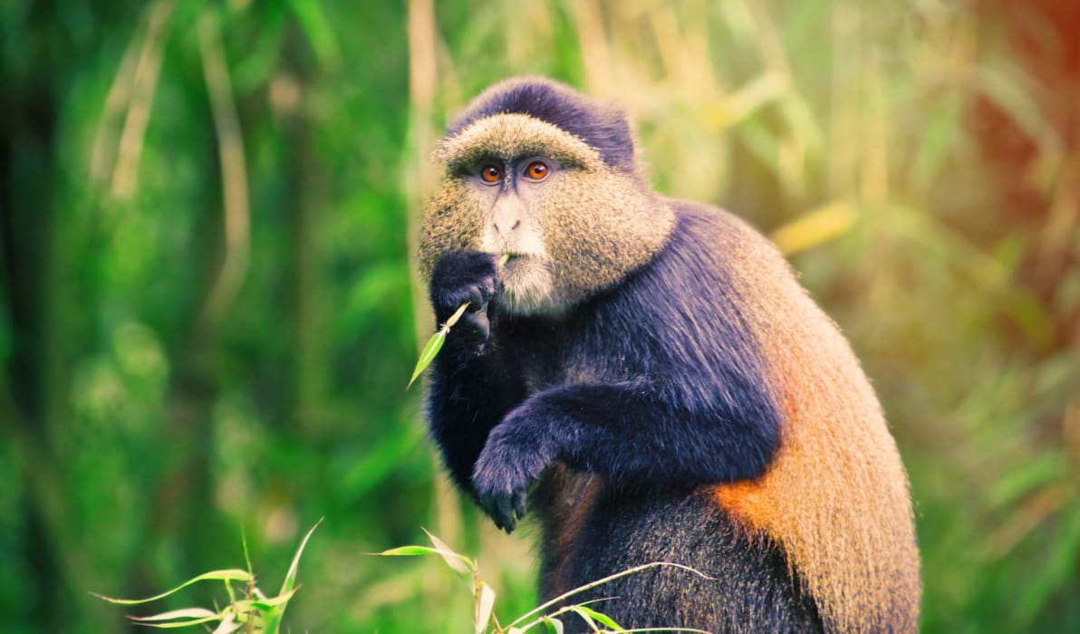 Golden Monkeys  Uganda and Rwanda Wildlife Guide