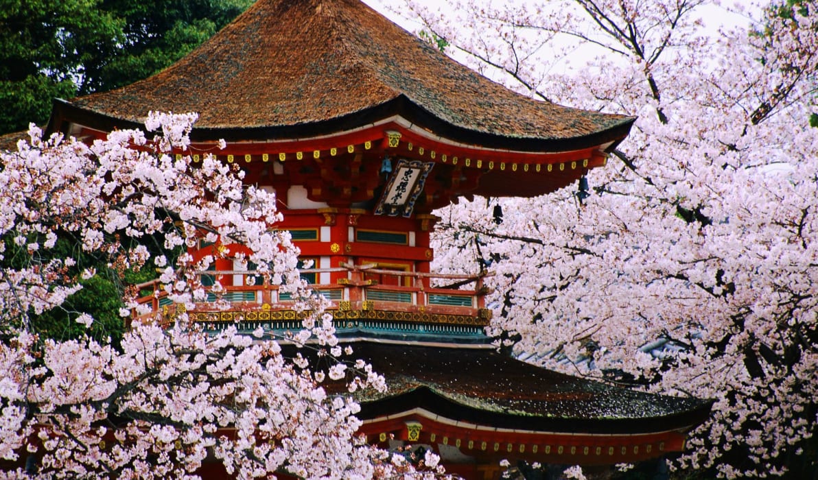 Cherry Blossom Season In Japan Japan Tours Luxury Travel Share the best gifs now >>>. cherry blossom season in japan japan