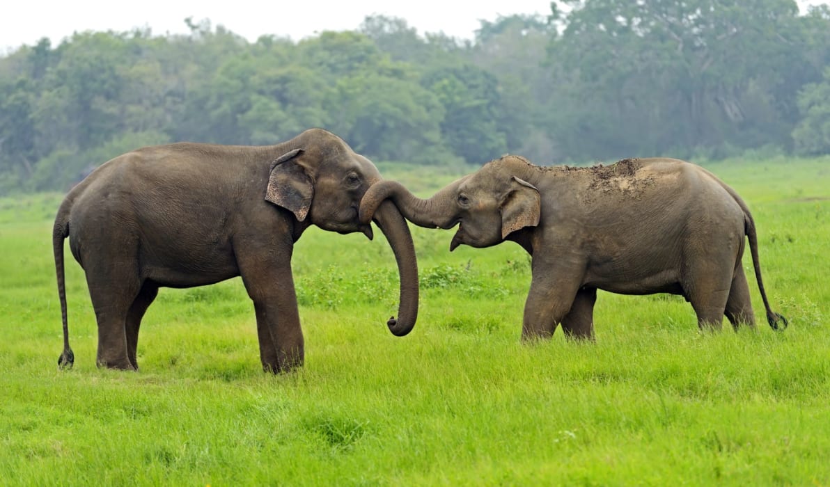 The Wild Heart of Yala National Park – Sri Lanka's most diverse park awaits