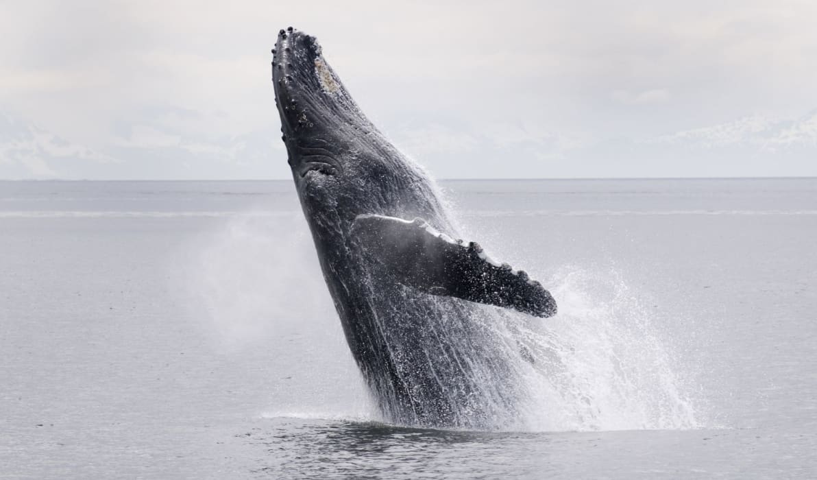 Alaska Adventure on a Yacht | null Tours & Luxury Travel