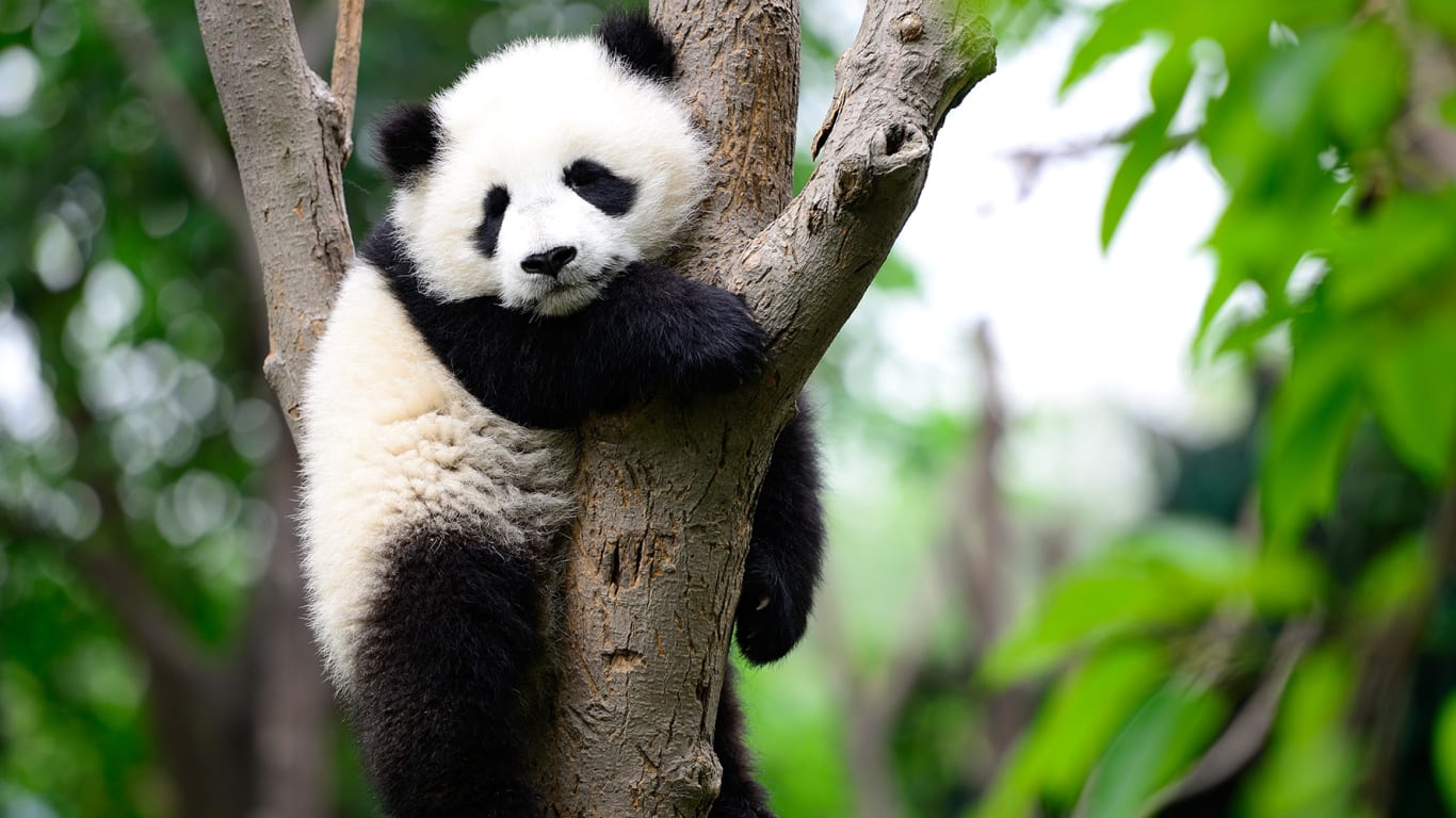 6 facts about pandas that will make your day