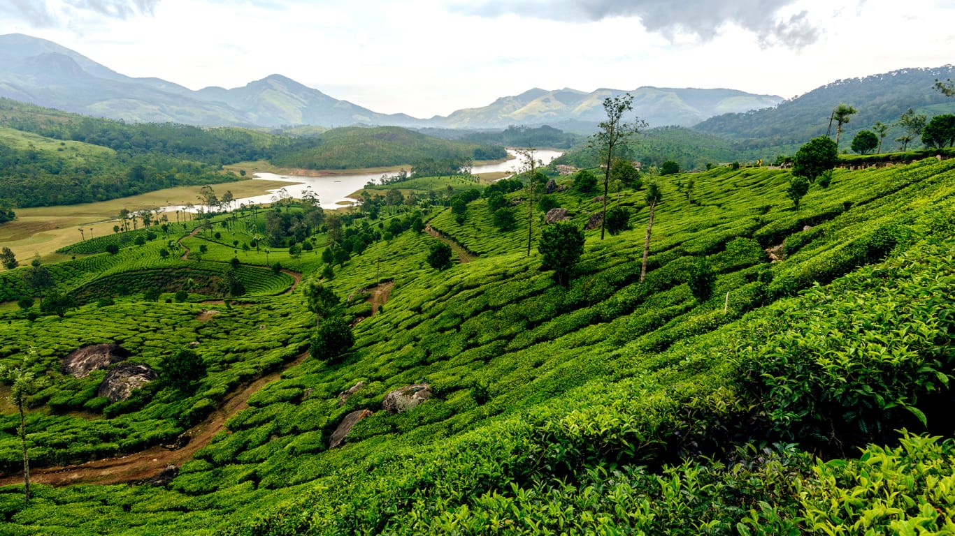 Kerala Spice Plantation