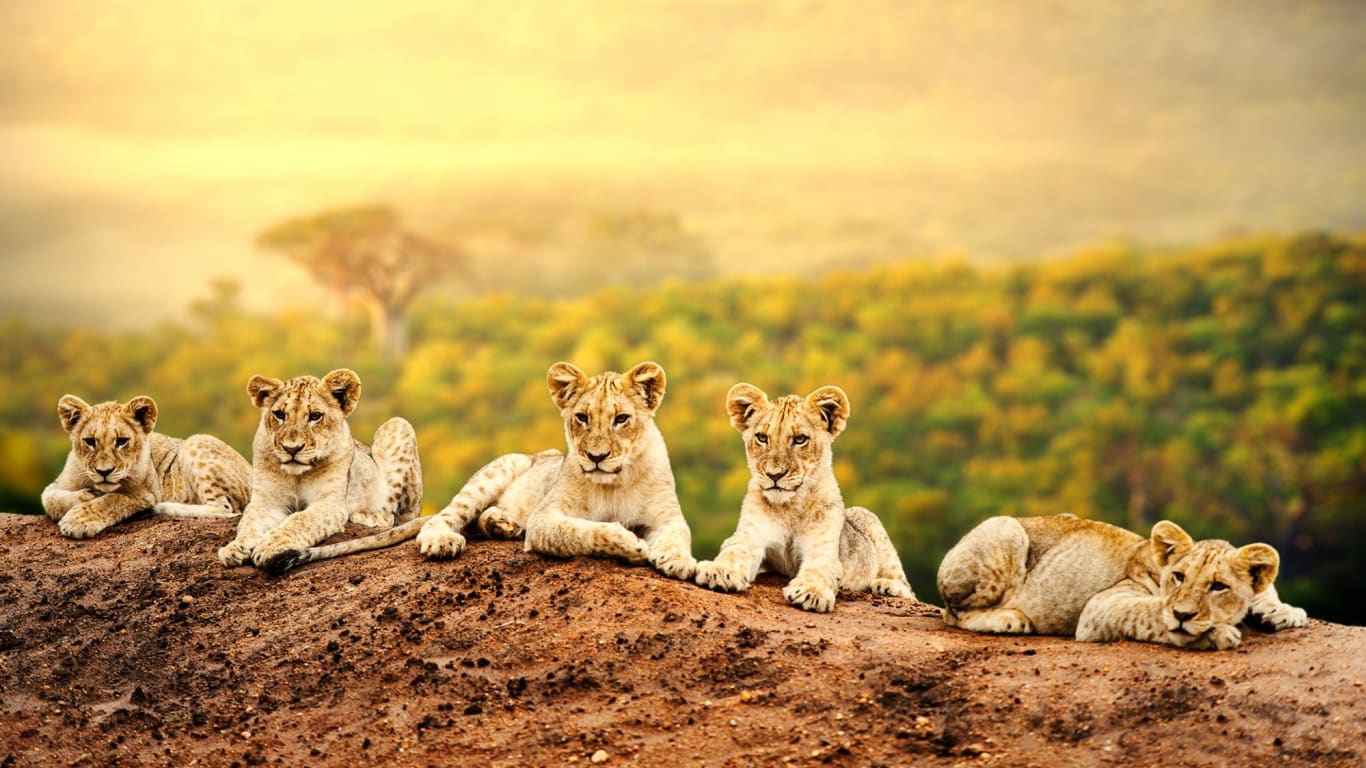 Kruger Park Big Five Safaris