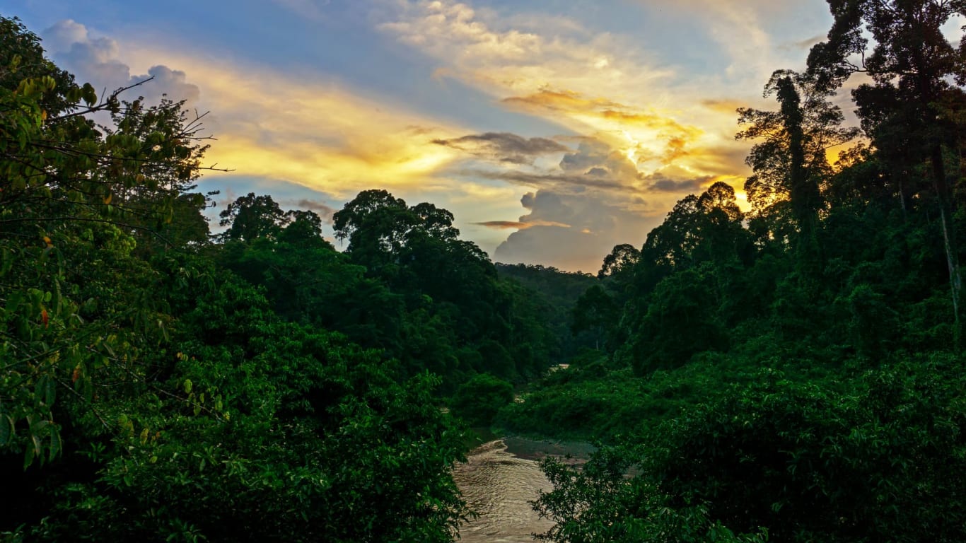 borneo jungle trip