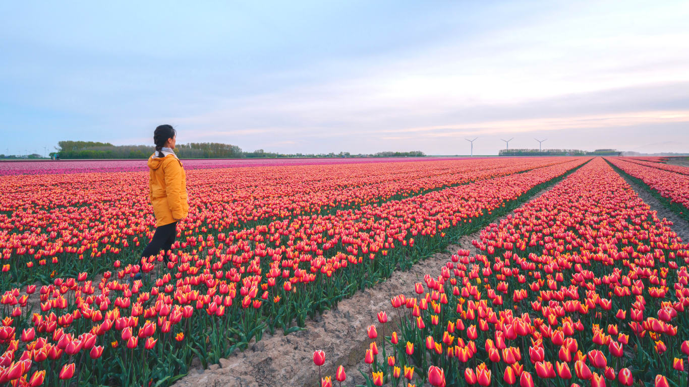 Tulips in Amsterdam & Keukenhof - Context Travel