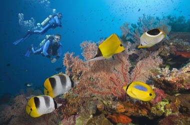 Coral Coast diving