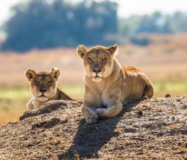 Lioness
