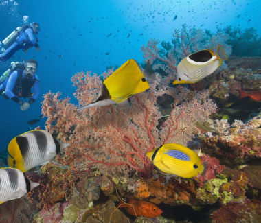 Coral Coast diving