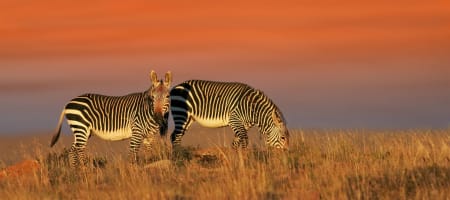 South Africa Safaris Best Luxury South Africa Safaris Travel Packages