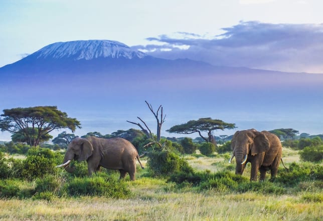 Elephants