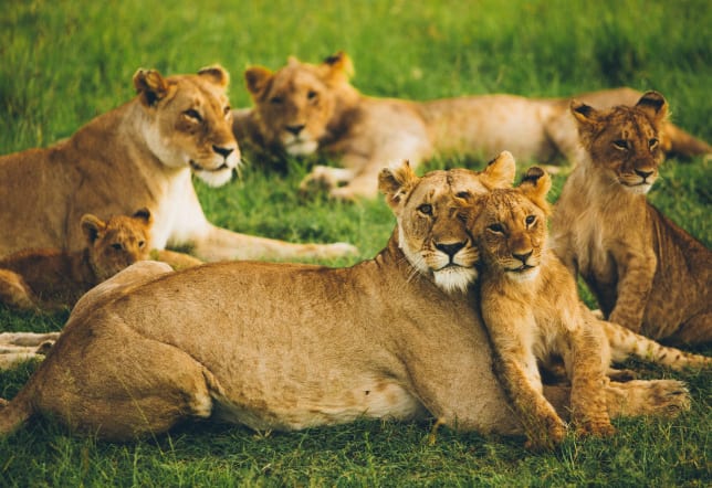 Lions