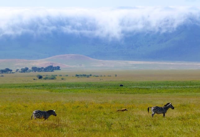 Ngorongoro