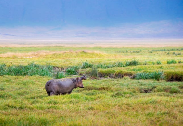 Hippo in the Ngorongoro Crater