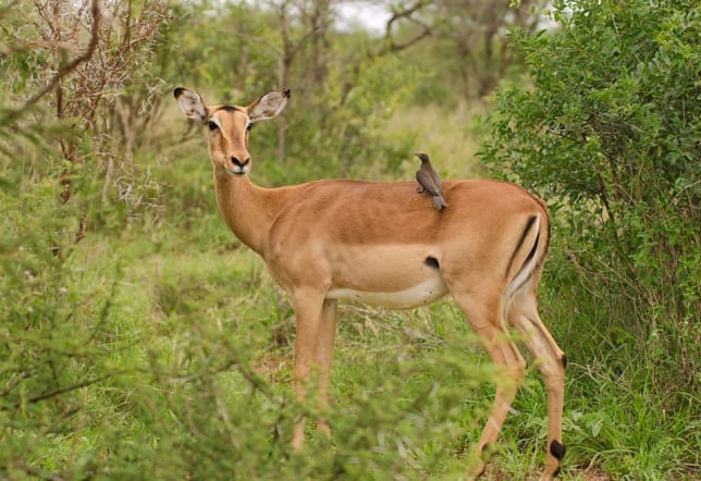 Impala