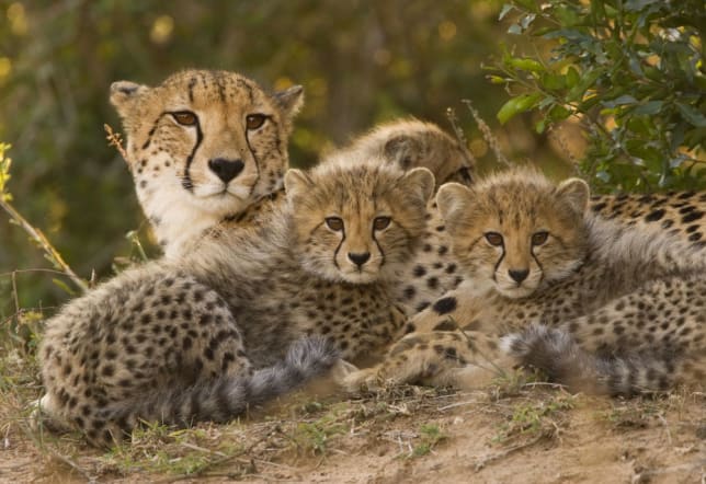 Cheetahs