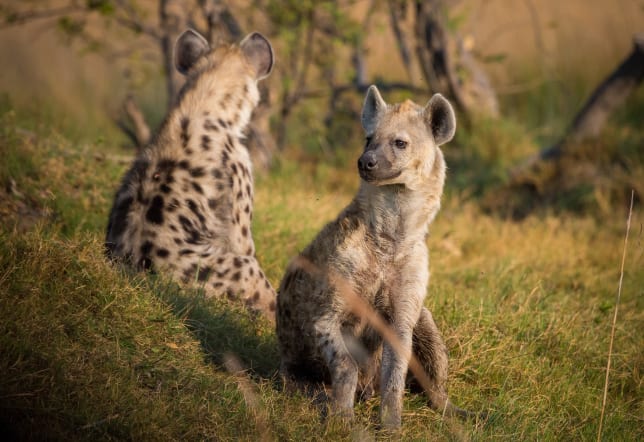 Hyenas