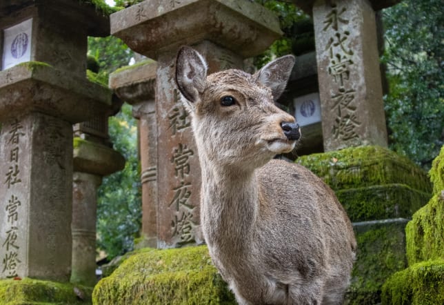 Nara Deer Park