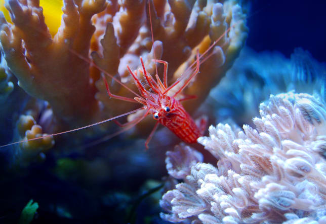 Coral Reefs of the Red Sea