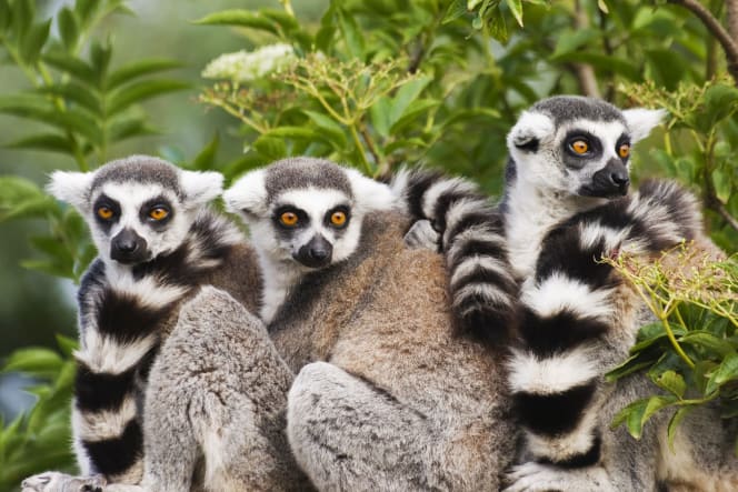Madagascar Budget Travel Guide (Updated 2024)