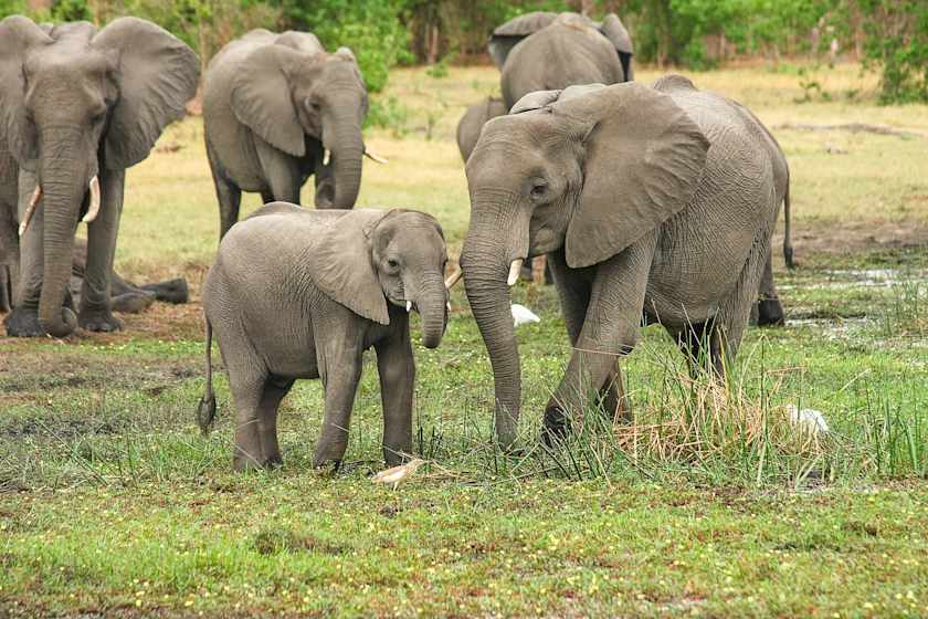 Elusive Creatures, Kruger
