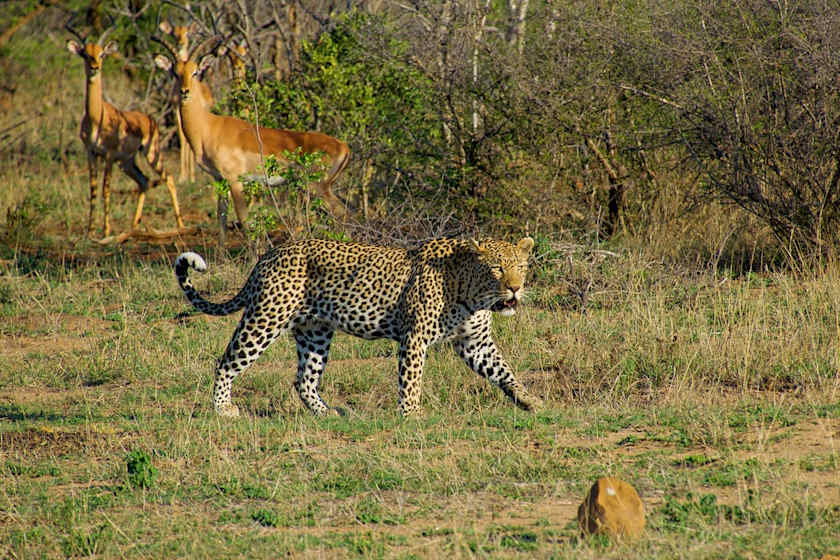Where the Wild Things Are, Kruger