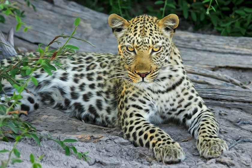 Big-Game Galore, Masai Mara
