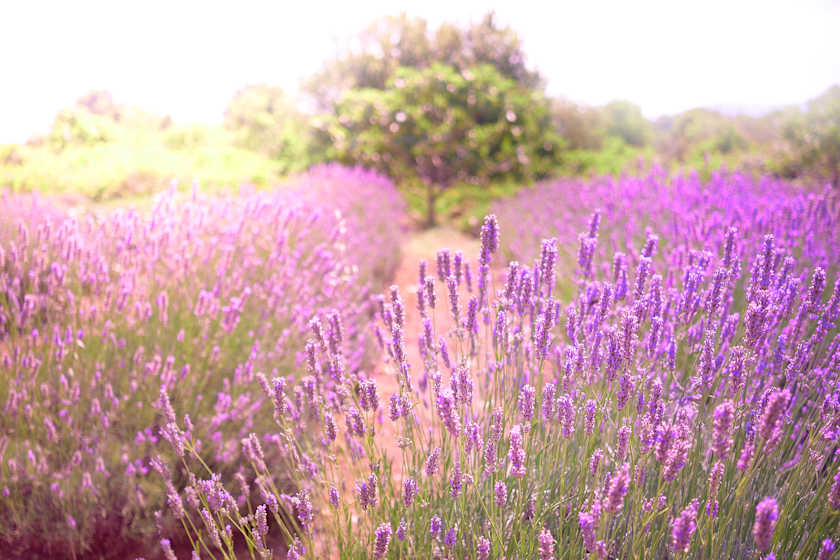 Farm Fresh, Hvar
