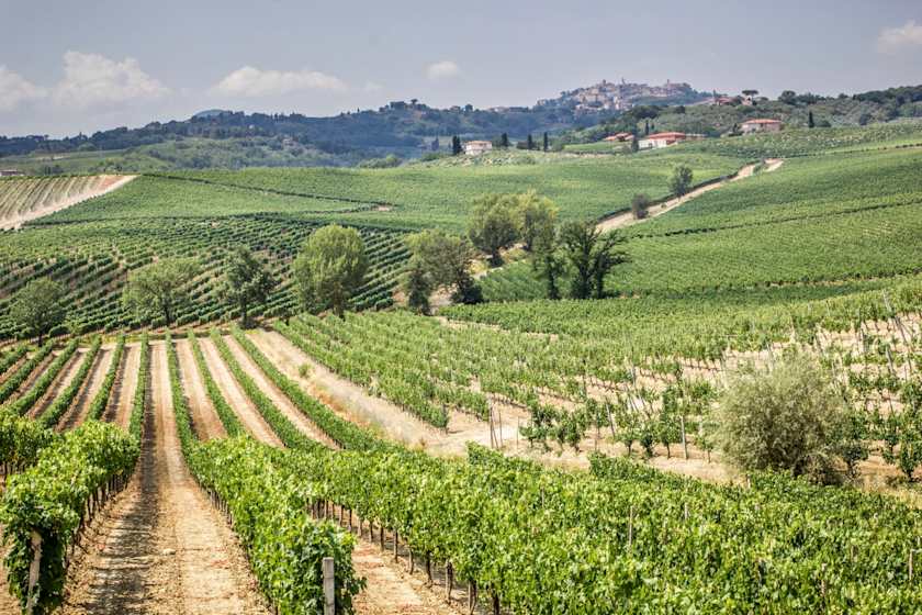 Of Vineyards and Vintages, Montepulciano